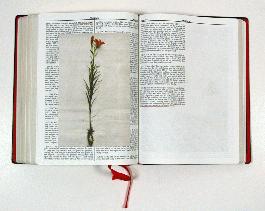 Holy Bible - 4